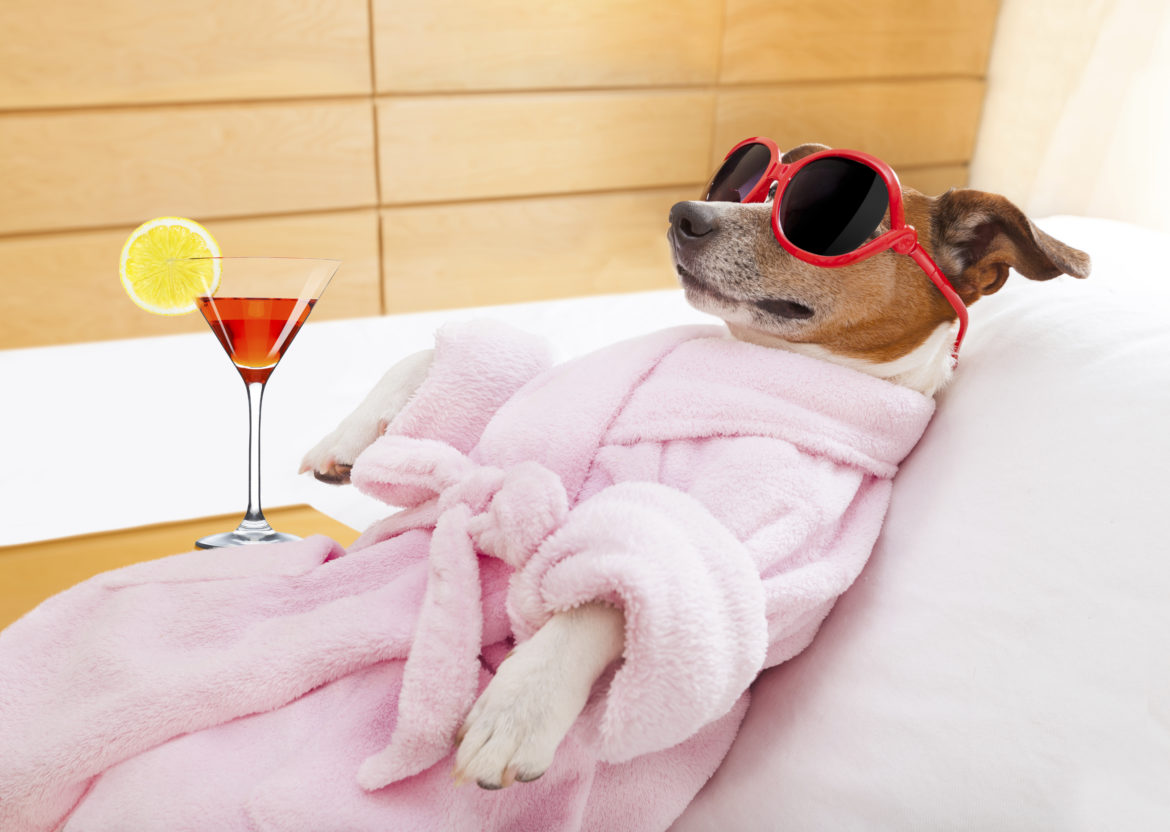 Los 5 Mejores Hoteles de Lujo para perros